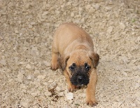 IENA DEI CANI DA GUARDIA