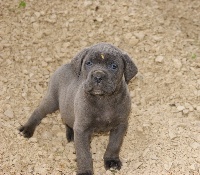 INDY DEI CANI DA GUARDIA