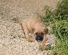 IENA DEI CANI DA GUARDIA